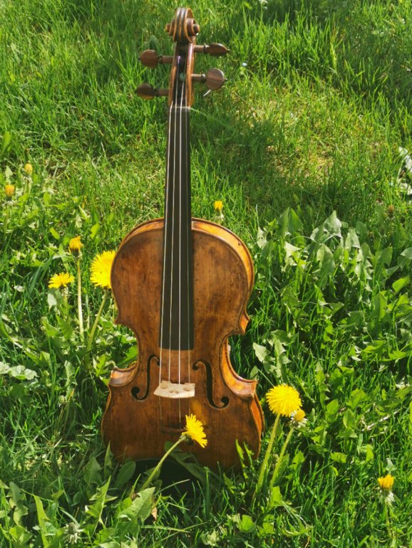 violon_nature_nicolas